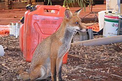 Fox in Western Australia. Foxes are invasive in Australia, and can harm native wildlife