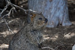 A quokka on Rottnest Island