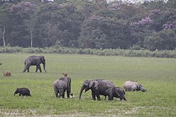 Rhino and elephant grazing