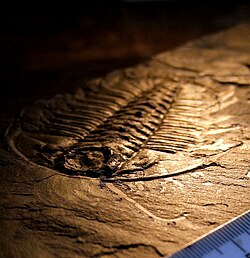 A fossilized trilobite, an ancient type of arthropod: This specimen, from the Burgess Shale, preserves "soft parts"—the antennae and legs.