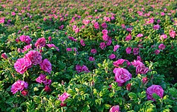 Farming of Rosa rugosa