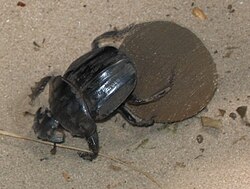Detritivores like this dung beetle help to turn animal wastes into organic material that can be reused by primary producers.