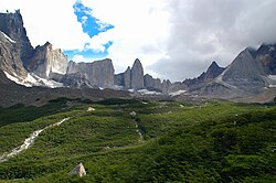 View of a Magellanic lenga forest close to the tree line in Torres del Paine National Park, Chile
