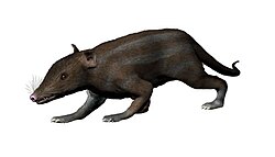 Restoration of Juramaia sinensis, the oldest-known eutherian (160 mya)[39]
