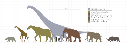 Large terrestrial mammals compared in size to one of the largest sauropod dinosaurs, Patagotitan