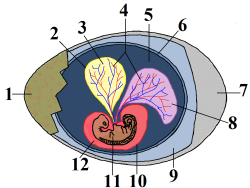 Crocodilian egg diagram (1) eggshell, (2) yolk sac, (3) yolk (nutrients), (4) vessels, (5) amnion, (6) chorion, (7) air space, (8) allantois, (9) albumin (egg white), (10) amniotic sac, (11) crocodile embryo, (12) amniotic fluid