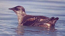 Marbled murrelet (Brachyramphus marmoratus), a brachyramphine murrelet, in breeding plumage
