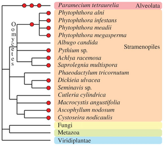 Schematic phylogeny of the Chromalveolata. Red circles indicate polyploidy, blue squares indicate hybridization. From Albertin and Marullo, 2012[93]