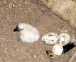 One chick immediately hatched and one egg not yet hatched