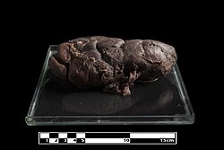 Bovine kidney