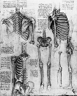 Study of Skeletons, c. 1510, by Leonardo da Vinci