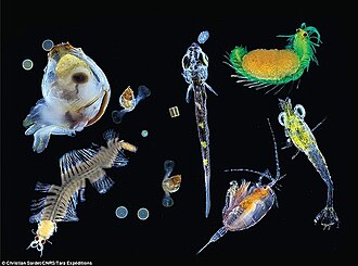 Plankton species diversity Diverse assemblages of unicellular and multicellular organisms with different sizes, shapes, feeding strategies, ecological functions, life cycle characteristics, and environmental sensitivities.[16]