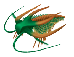 Marrella, one of the puzzling arthropods from the Burgess Shale