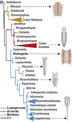 Phylogenetic tree of early lophophorates