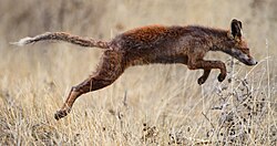 A European fox (V. v. crucigera) with mange