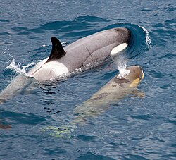 Adult female orca with calf near South Georgia