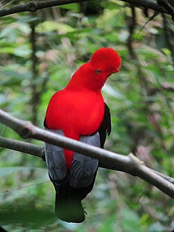 Andean cock-of-the-rock, Peru's national bird