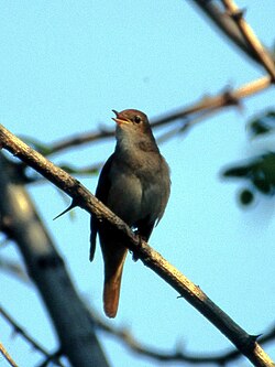 Male