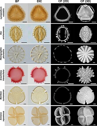 Pollen and spore grains seen under differen research-grade microscopes, including confocal microscopy.[1]