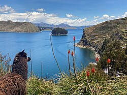 A view of Lake Titicaca and Chelleca island in the background. Alpacas are a common sight along the shores of the lake.