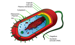 Structure of a typical bacterial cell, generally similar to the archaeal cell structure. The bacterial flagellum shown, differs from the archaellum in archaea