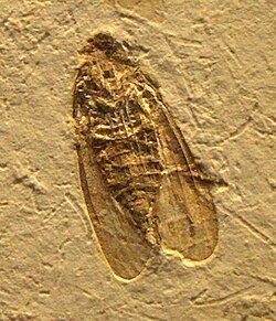 Fossil planthopper (Fulgoromorpha) from the Early Cretaceous Crato Formation of Brazil, c. 116 mya