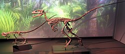 Mounted skeletons of Deinonychus and the contemporary Zephyrosaurus (left), Natural History Museum of Denmark