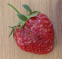 A strawberry damaged by a mouse eating the small seeds (achenes) on its surface