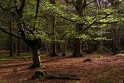 Beech trees in Mallard Wood, New Forest National Park, Hampshire, England