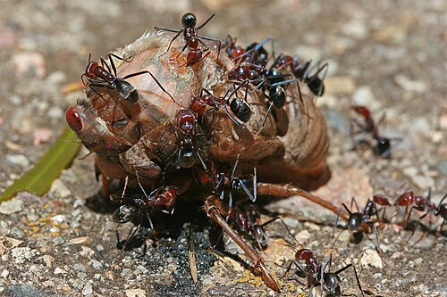Social predators: meat ants cooperate to feed on a cicada far larger than themselves.