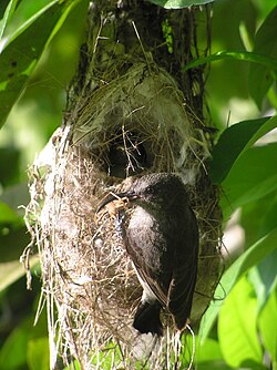 Female Seychelles sunbird at the nest with prey