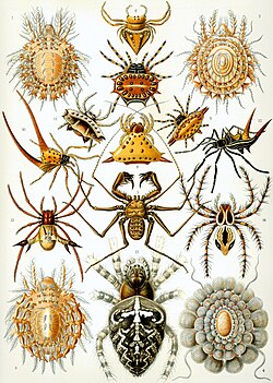 "Arachnida" from Ernst Haeckel's Kunstformen der Natur, 1904
