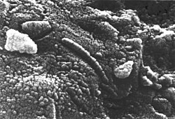 Potential bacterial fossils found on the Allan Hills Meteorite