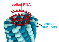A virus such as tobacco mosaic virus is not a cell; it contains only its genetic material, and a protein coat.