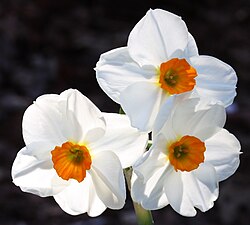 Narcissus "Geranium" 8 W-O