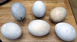 Aepyornis eggs, Muséum national d'Histoire naturelle, Paris