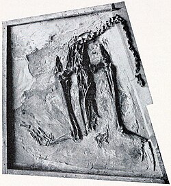 H. regalis specimen at the AMNH