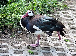 in a zoo in Germany