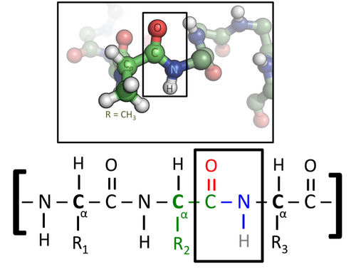 Chemical structure of the peptide bond (bottom) and the three-dimensional structure of a peptide bond between an alanine and an adjacent amino acid (top/inset). The bond itself is made of the CHON elements.