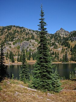Subalpine fir in Mount Rainier National Park, Washington, United States