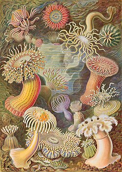 Sea anemones from Ernst Haeckel's Kunstformen der Natur (Art forms in Nature) of 1904