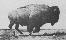 Plains bison galloping, photos by Eadweard Muybridge, first published in 1887 in Animal Locomotion