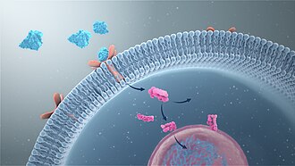 3D medical animation still showing signal transduction