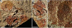 Fossilised compound eyes of Anomalocaris from the Emu Bay shale of Australia with preserved individual ommatidia lenses. Scale bar = 5 millimetres (0.20 in) in left and centre images, 0.3 millimetres (1⁄64 in) on right