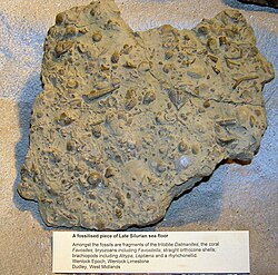 Fossils of the late Silurian sea bed, England