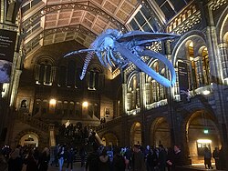 Whale skeleton, nicknamed Hope, in the Hintze Hall