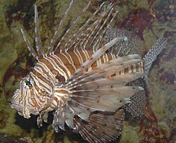 The red lionfish was named Gasterosteus volitans in 1758.