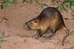 Myocastor coypus