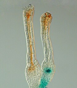 In the bryophyte land plants, fertilisation takes place within the archegonium. This moss has been genetically modified so that the unfertilised egg within the archegonium produces a blue colour.