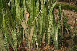 Snake plants are propagated by leaf cuttings or by dividing the rhizome (variegated plants will keep their yellow edges only by division).